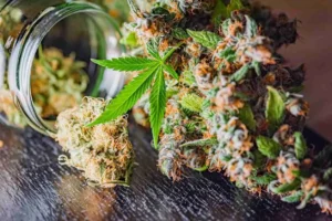 Marijuana and varicose veins