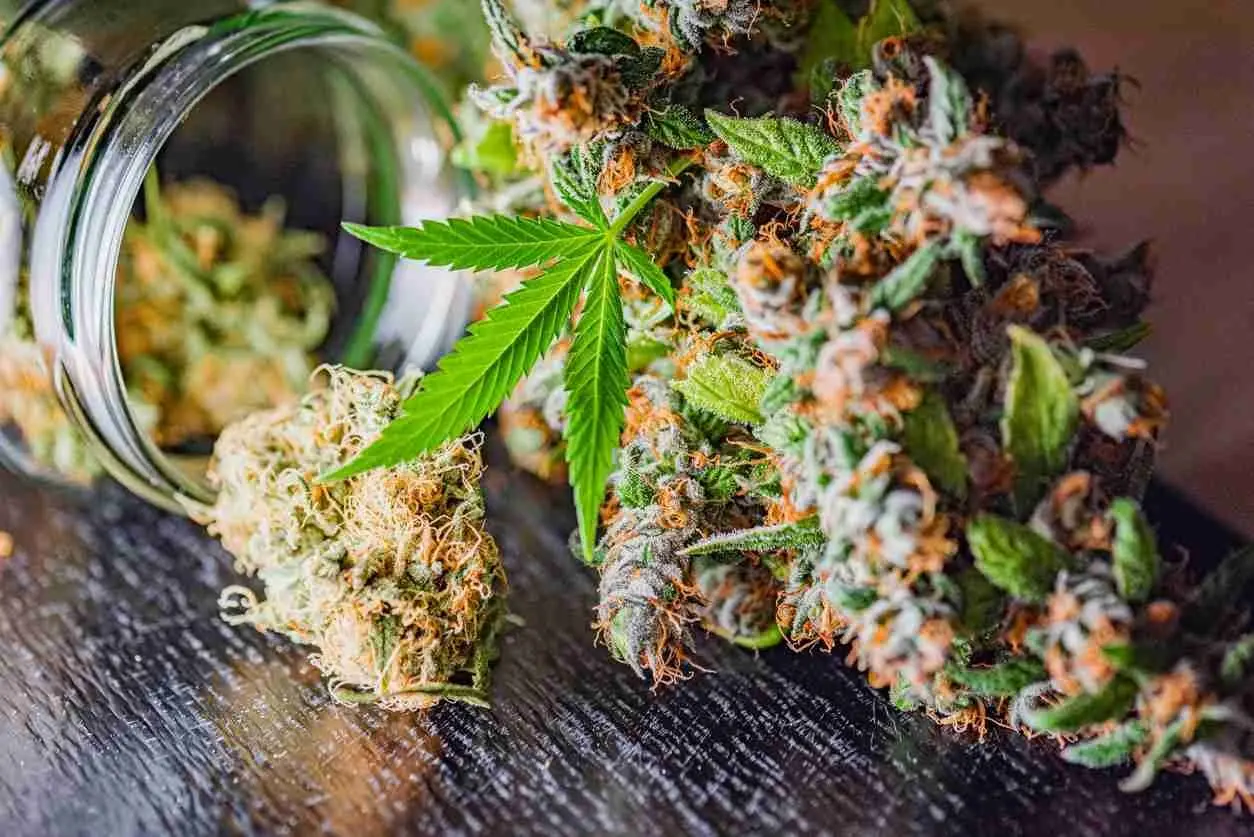 Marijuana and varicose veins